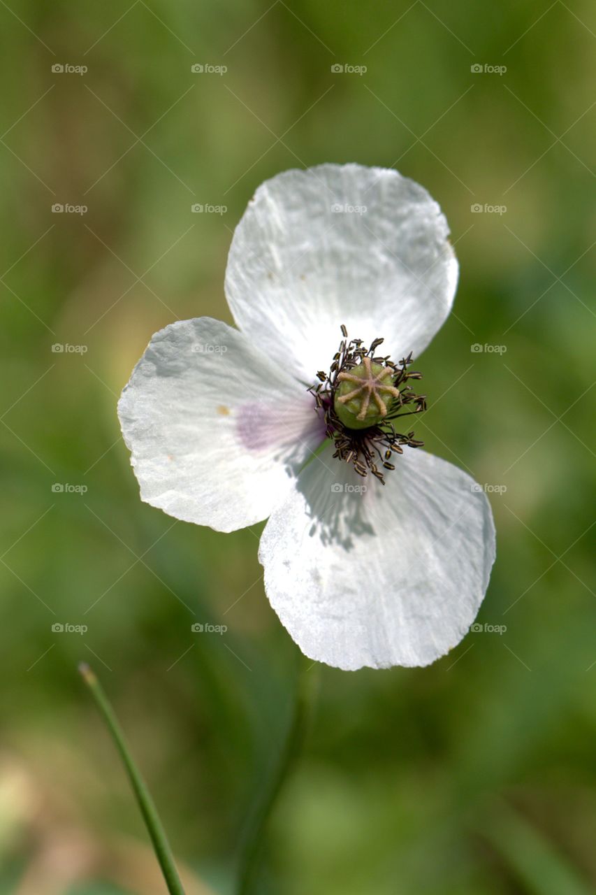 White poppy flower 