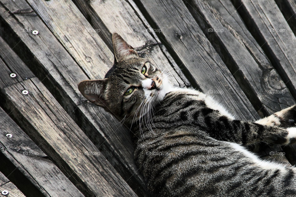 lazy cat closeup. A lazy cat lying on a boardwalk of a pond in shanghai China.