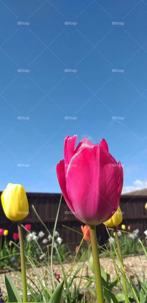 A beautiful blooming red and yellow tulip flower.