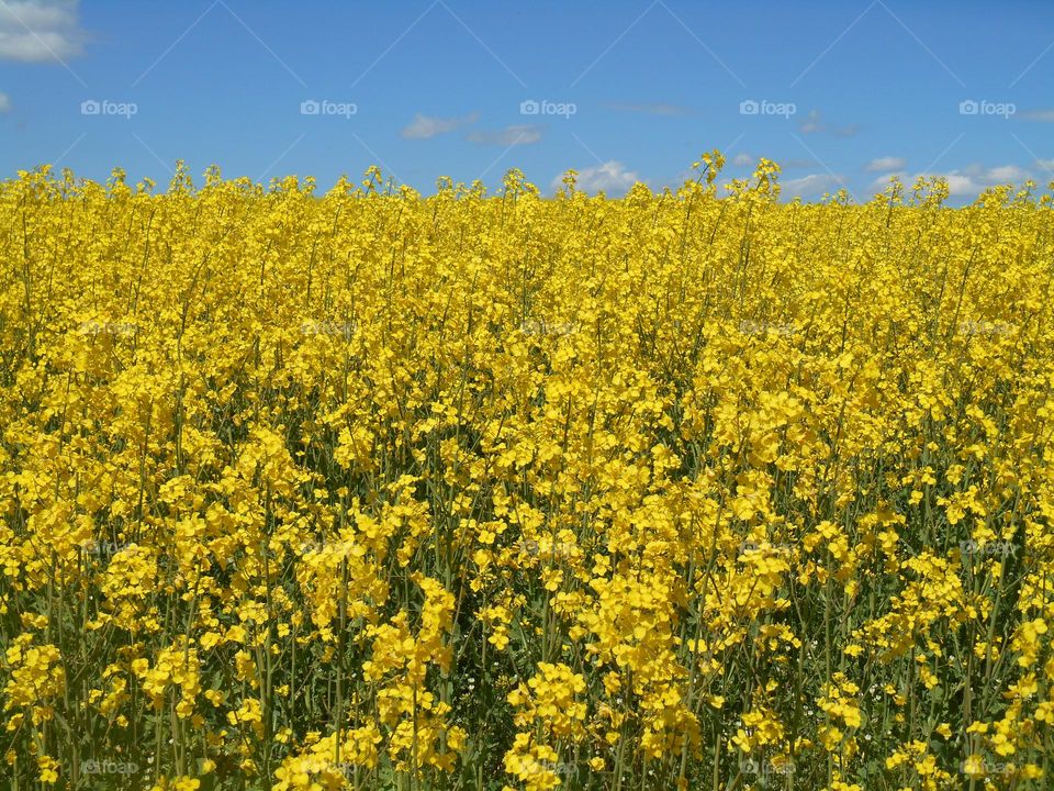 yellow rapeseed field and blue sky beautiful texture background