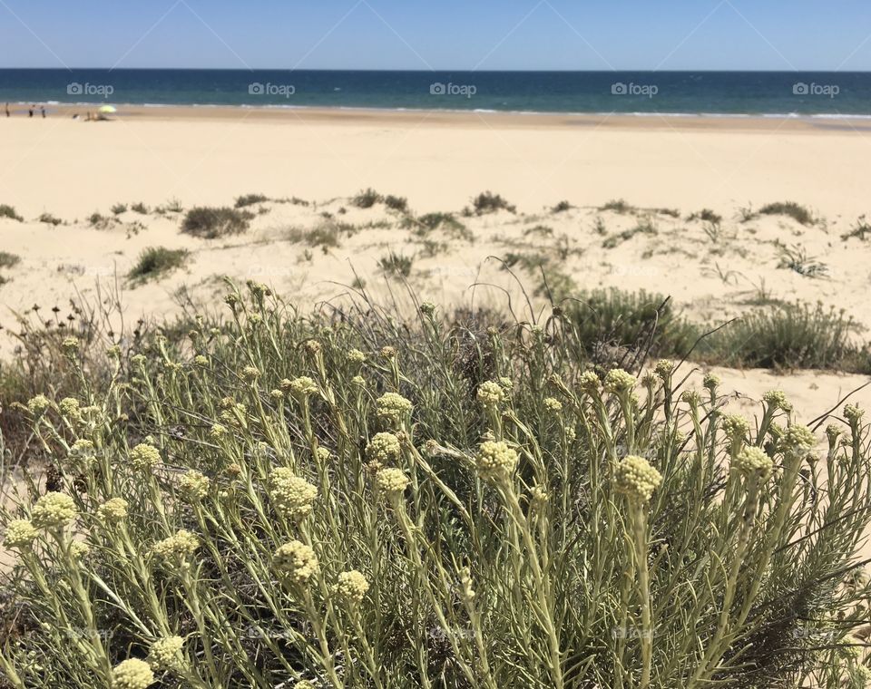 Wild flowers near beach
