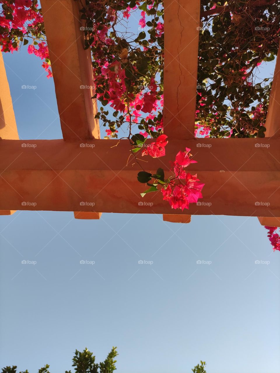 Flower from another angle