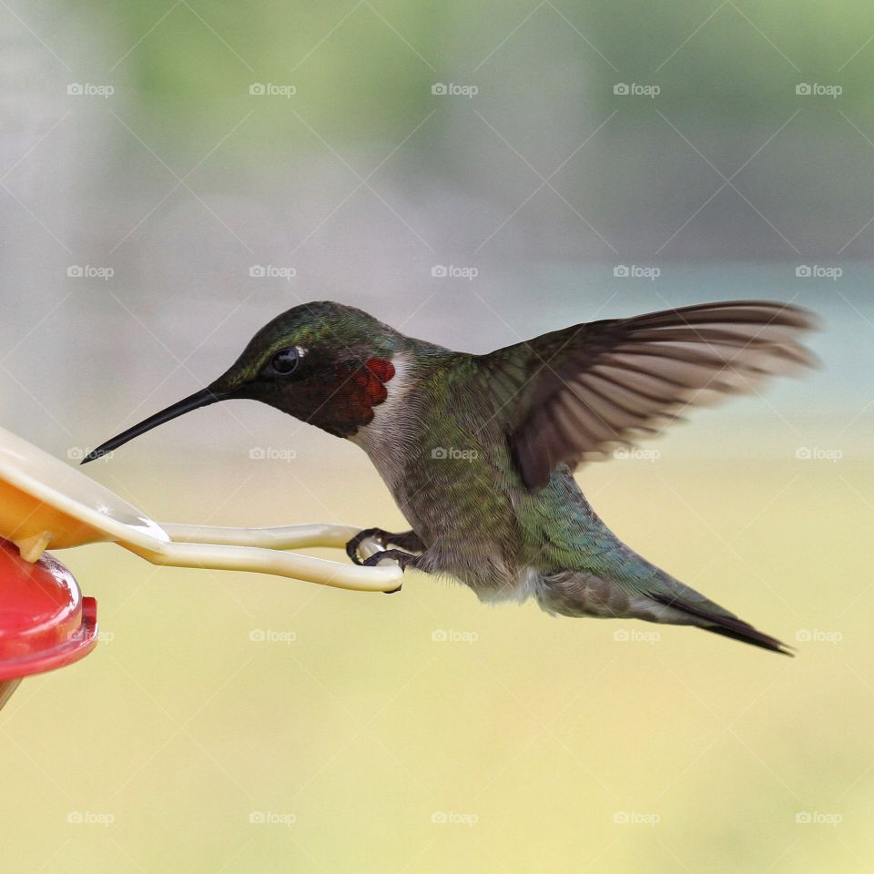 Hummingbird 