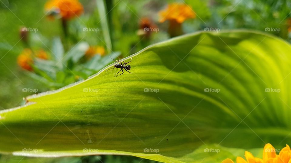 an Ant on the green leaf