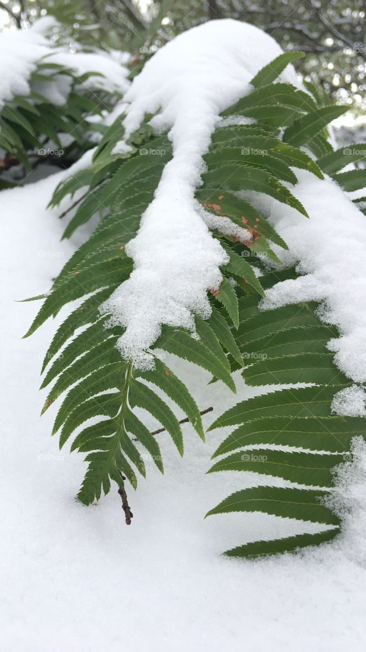 An unexpected capture of a beautiful winter fern dressed in snow.