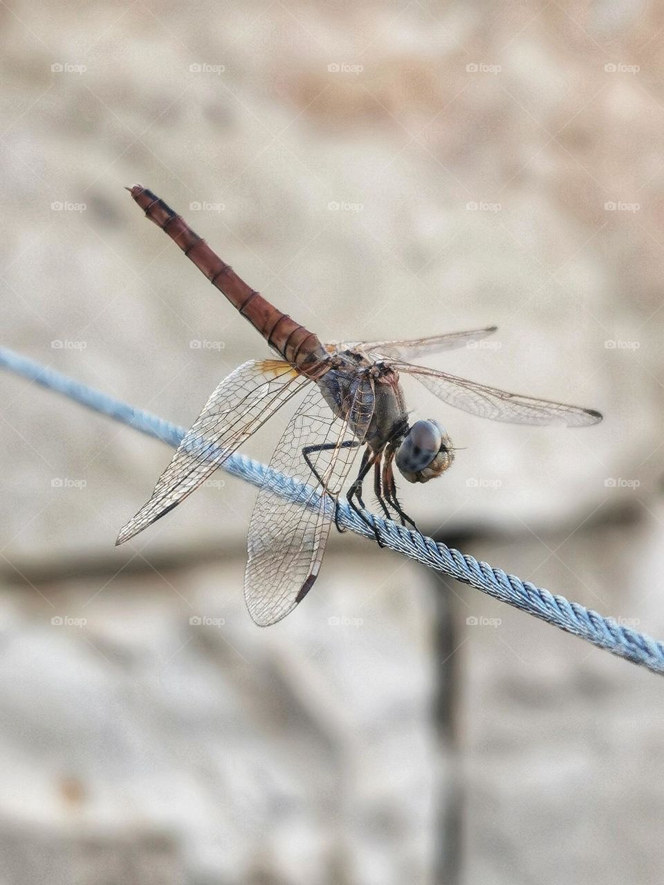 Dragonfly