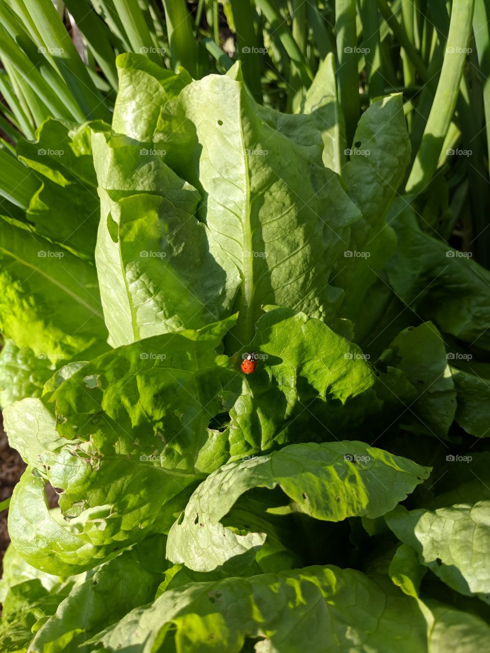 lady bug on lettuce in the morning
