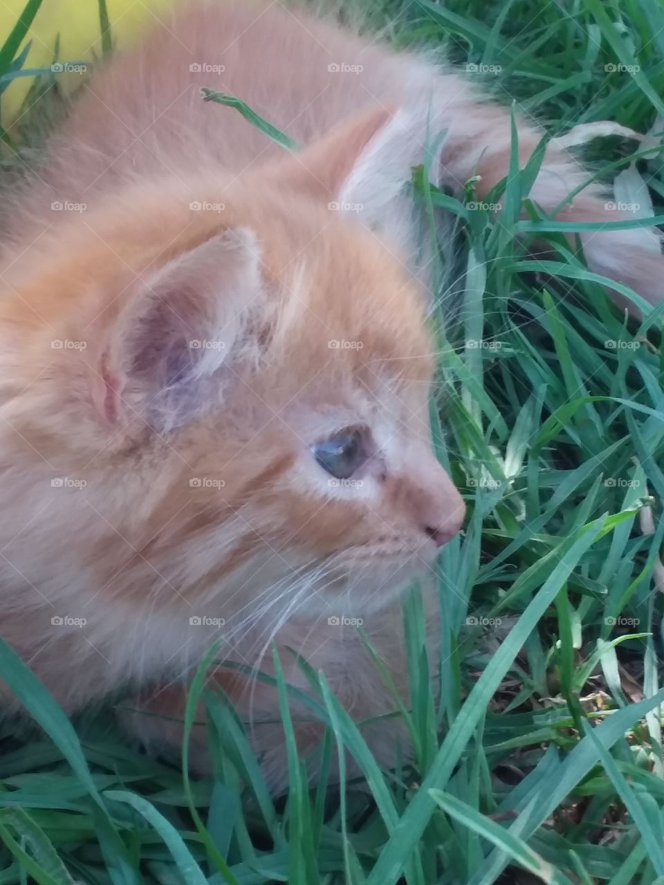 Baby kitten looking like it hasn't got a care in the world