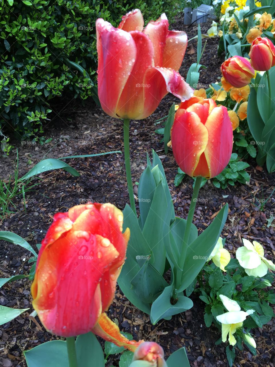 Fiery tulips 🔥