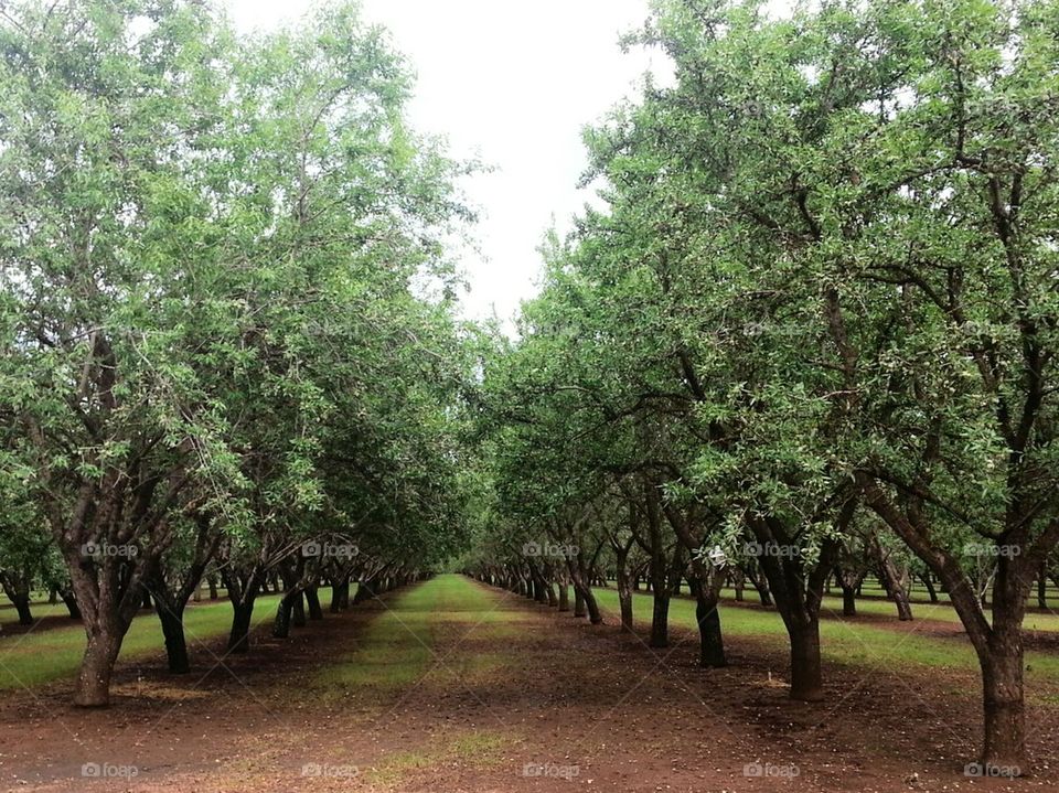 Almond Orchard