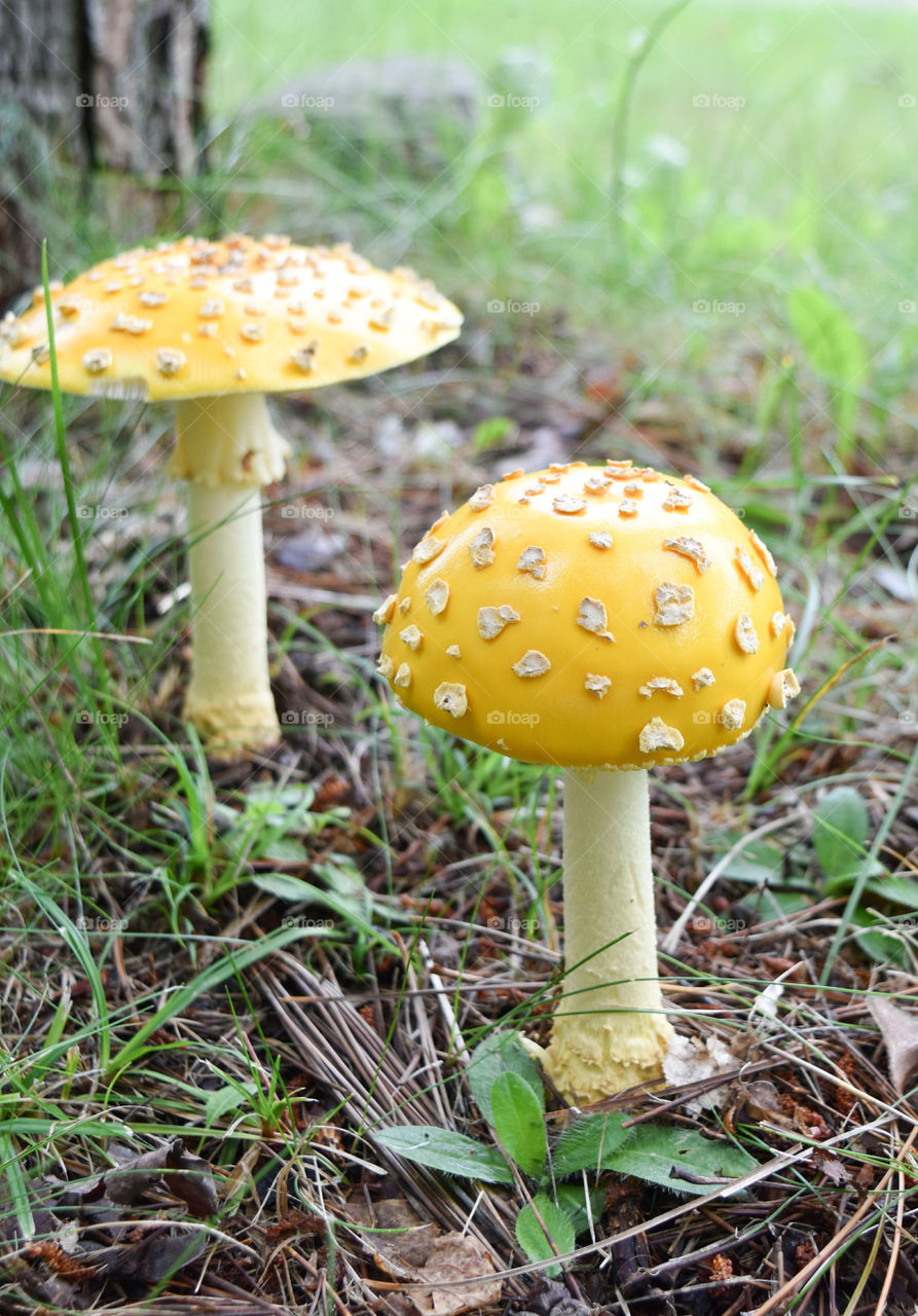 Yellow Fly Agaric mushroom