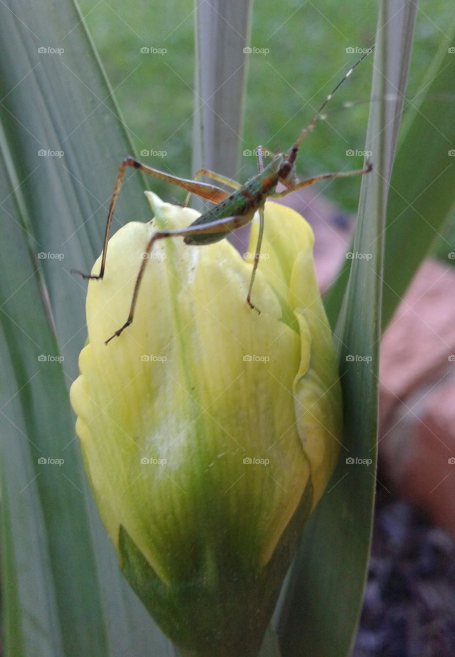 friendly small grasshopper