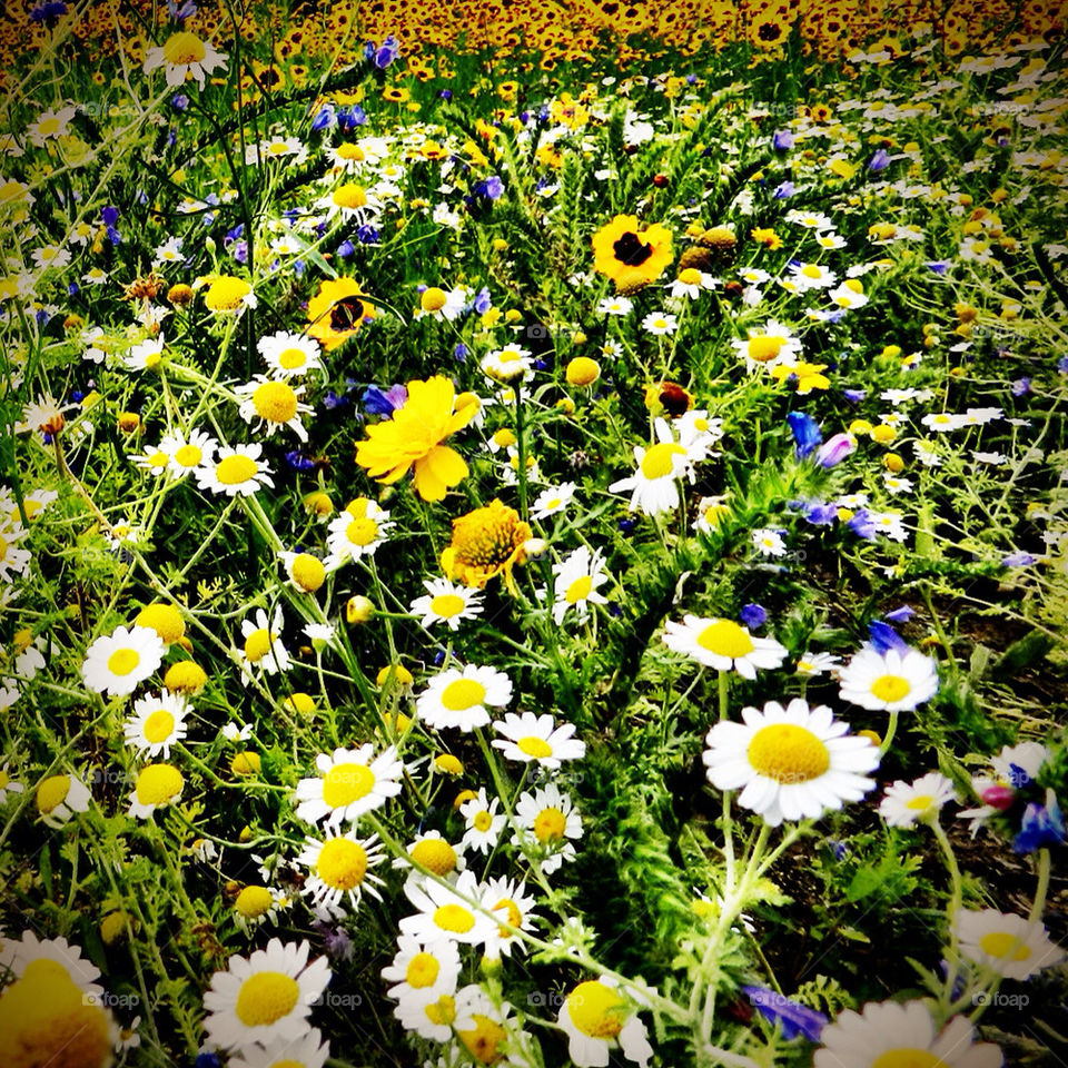 flowers meadow summer colourful by lateproject