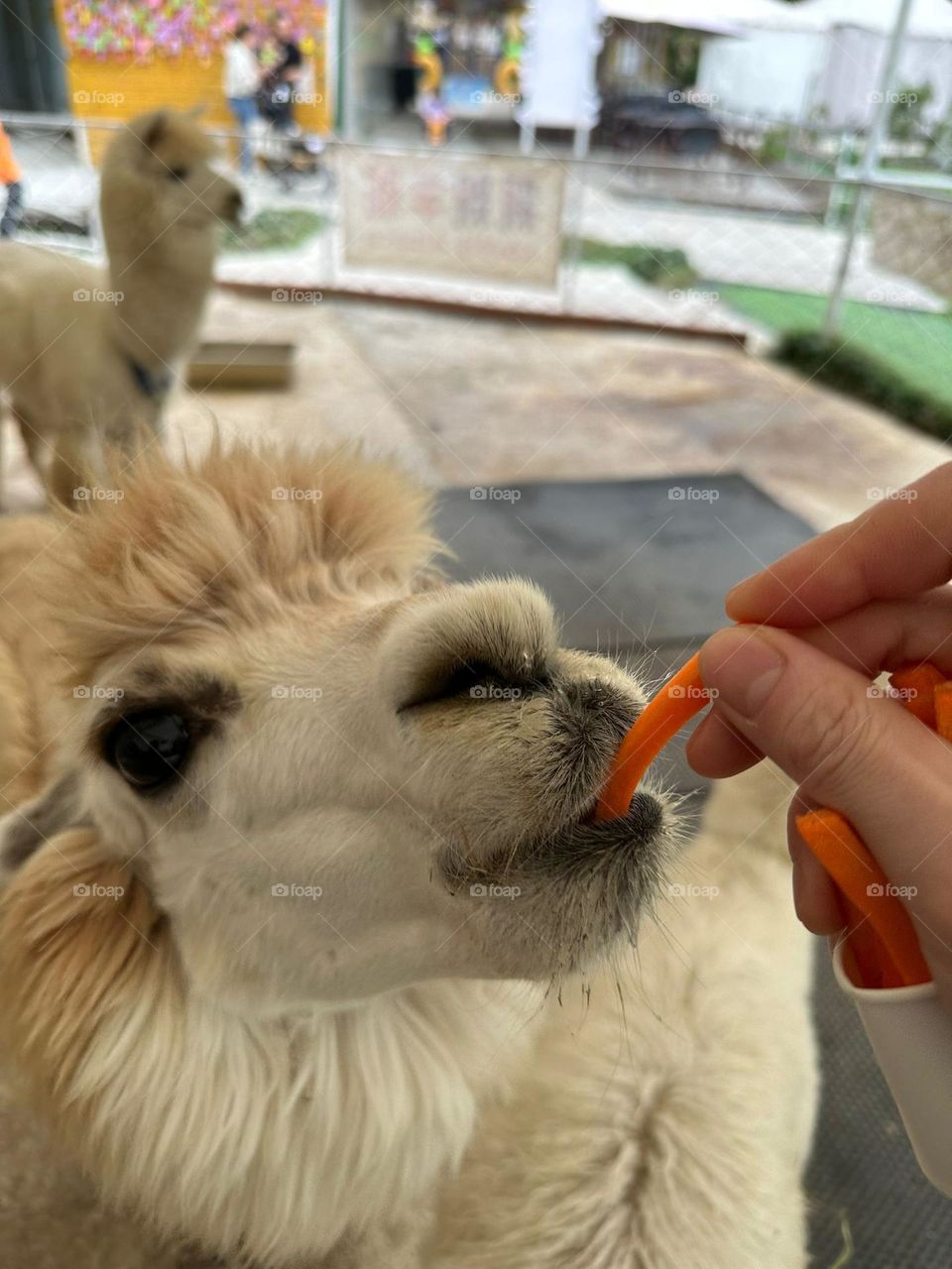 A Lama pacos eating a carrot 