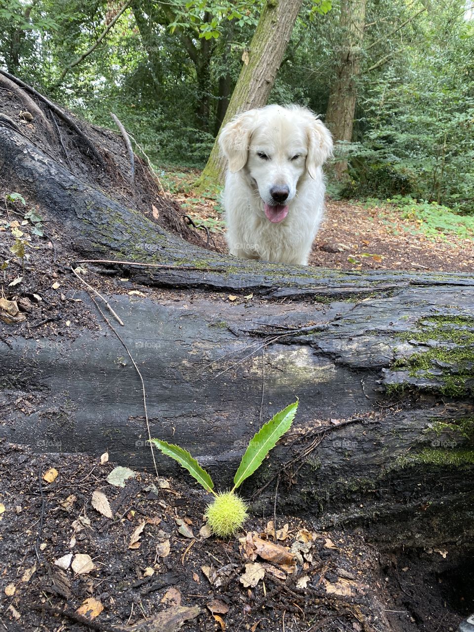 Golden retriever dog with a natural snitch 