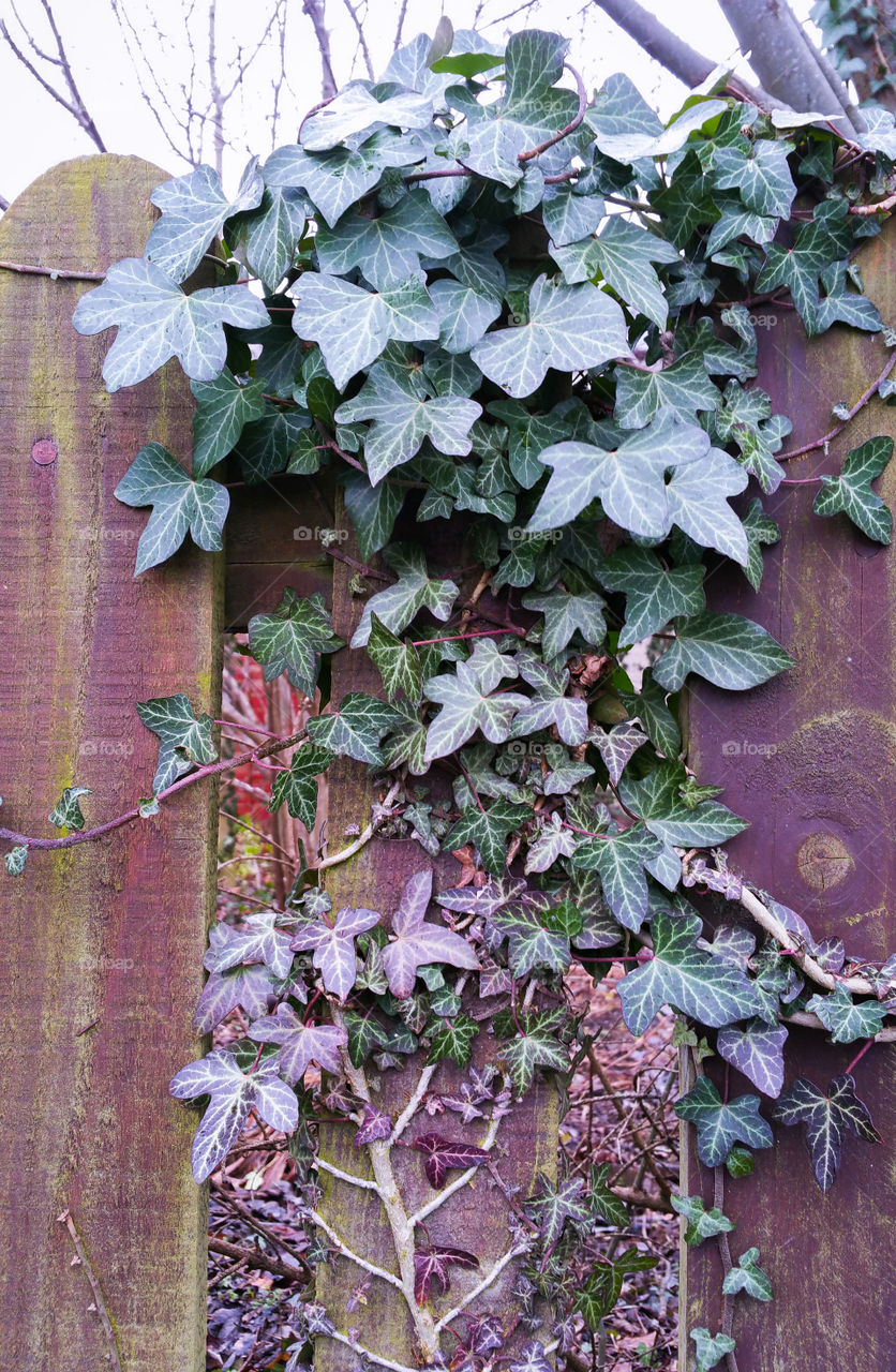 Ivy growing