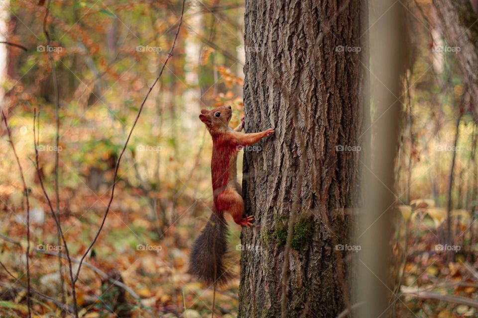 Charming squirrel