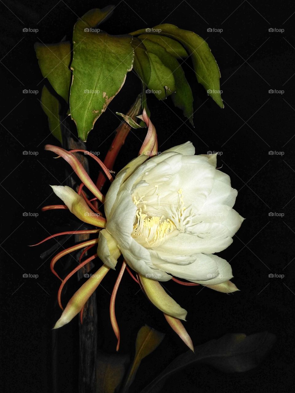 Epiphyllum anguliger, in Indonesia called Wijaya Kusuma, the flowers are big white and bloom only overnight