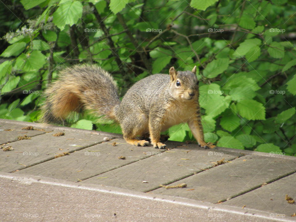 Squirrel in the nature park.. Squirrel in the Tualatin Hills Nature Park, Beaverton, Oregon. 
