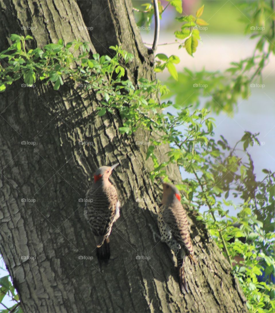 Two yellow-shafted northern flicker woodpeckers on tree in early May (North Bergen, New Jersey, USA) 
