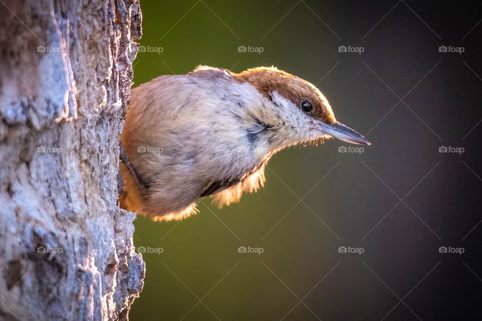 A backlight Brown-headed Nuthatch posing on the tree trunk. Garner, North Carolina. 