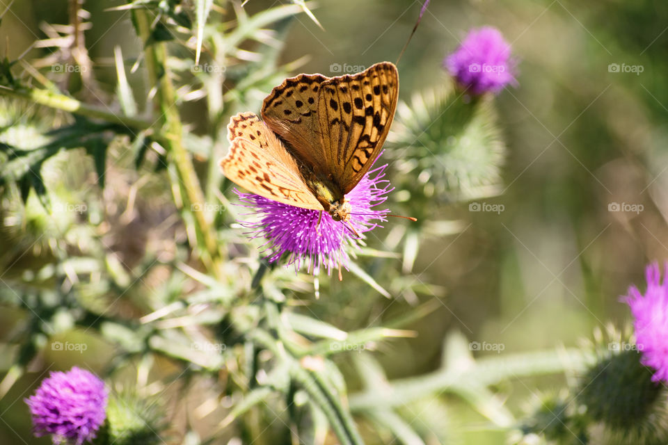 Butterfly on a thorn flower