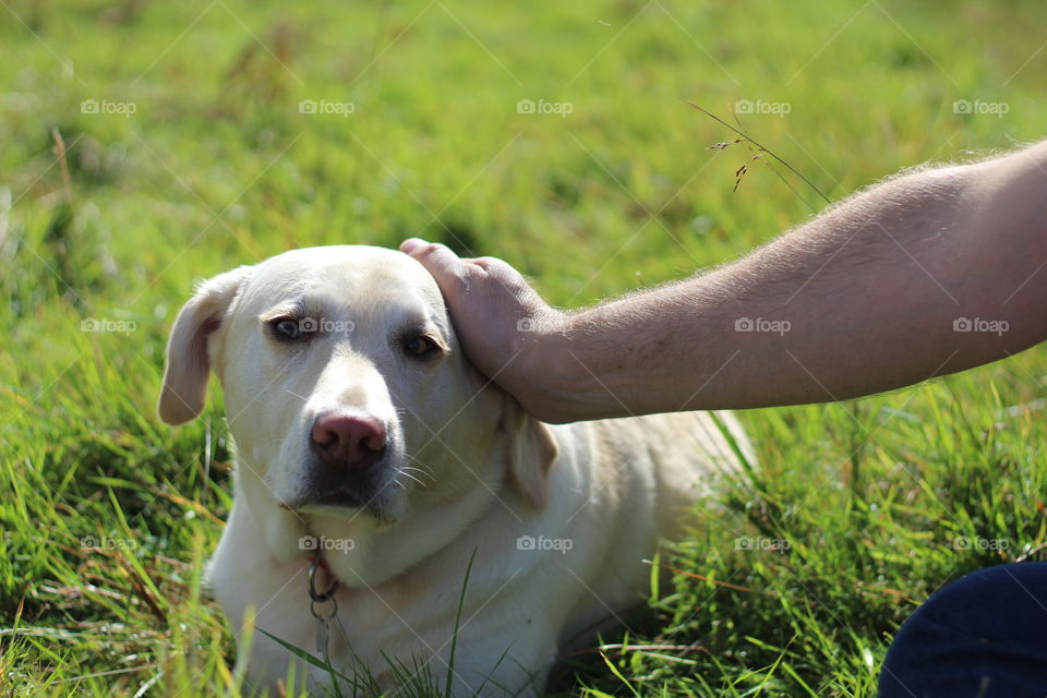 Close-up of a person hand with dog