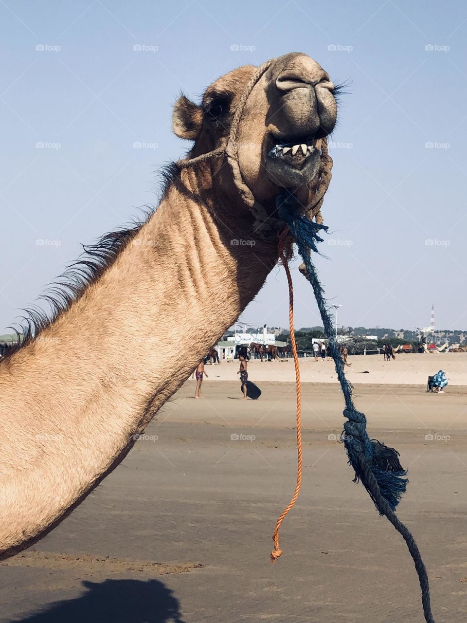 Beautiful camel looking at camera near the beach at essaouira city in morocco.