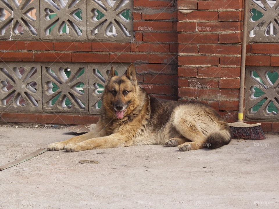 German Shepherd Dog posing