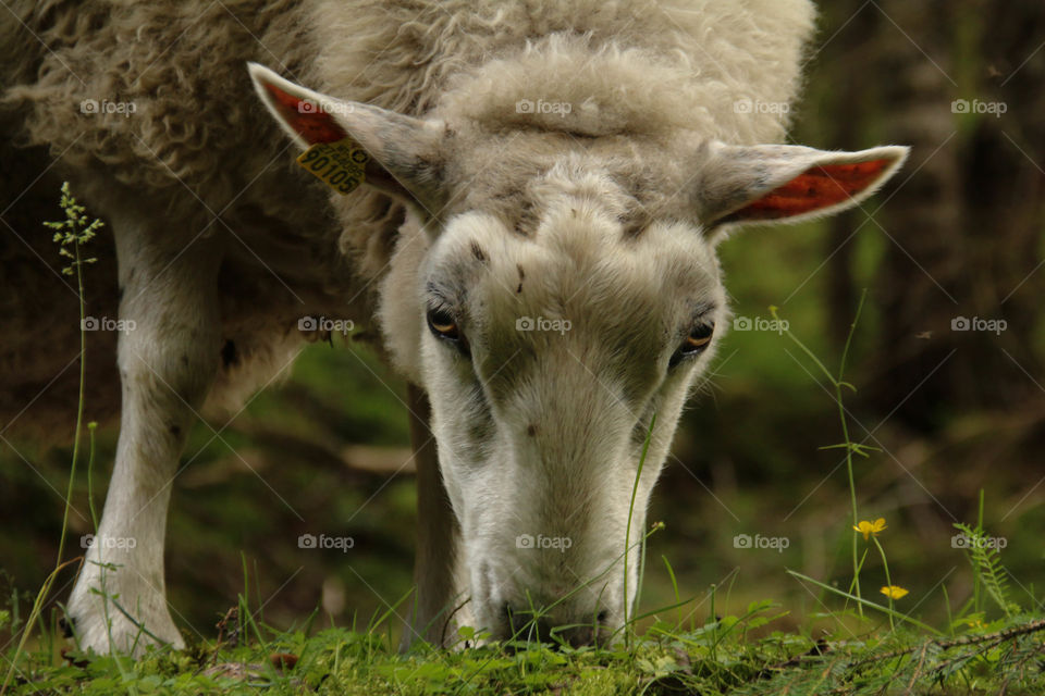 Sau. Asdøljuvet Lier 