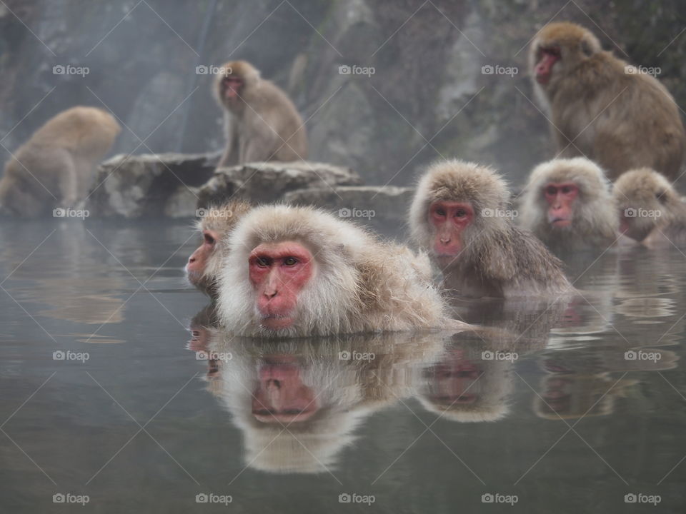 Snow monkeys