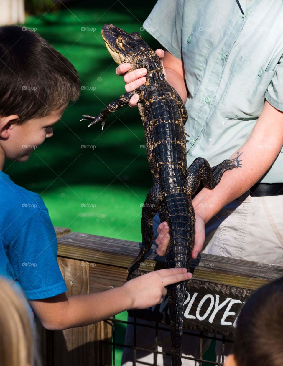 park ranger holds baby alligator while educating young boy about them in a tropical environment