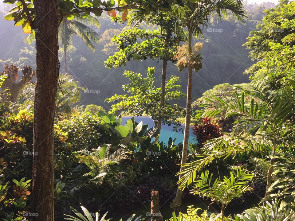 Jungle paradise 