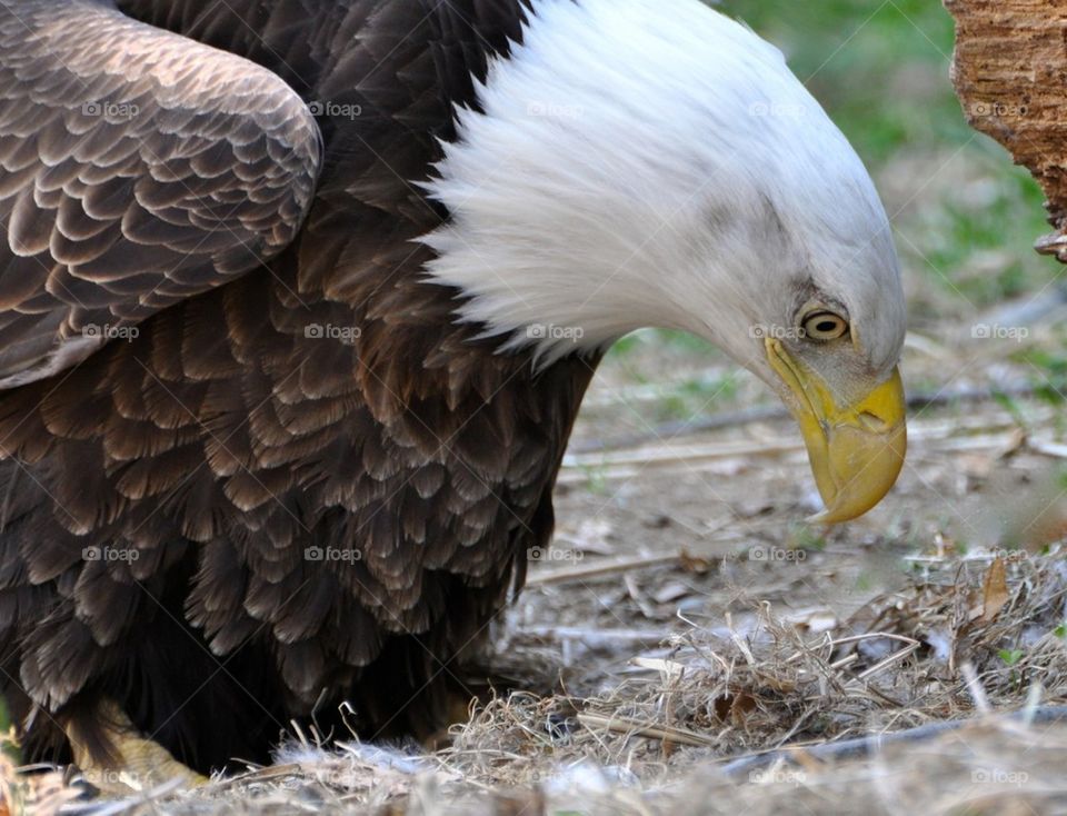 Eagle Nesting