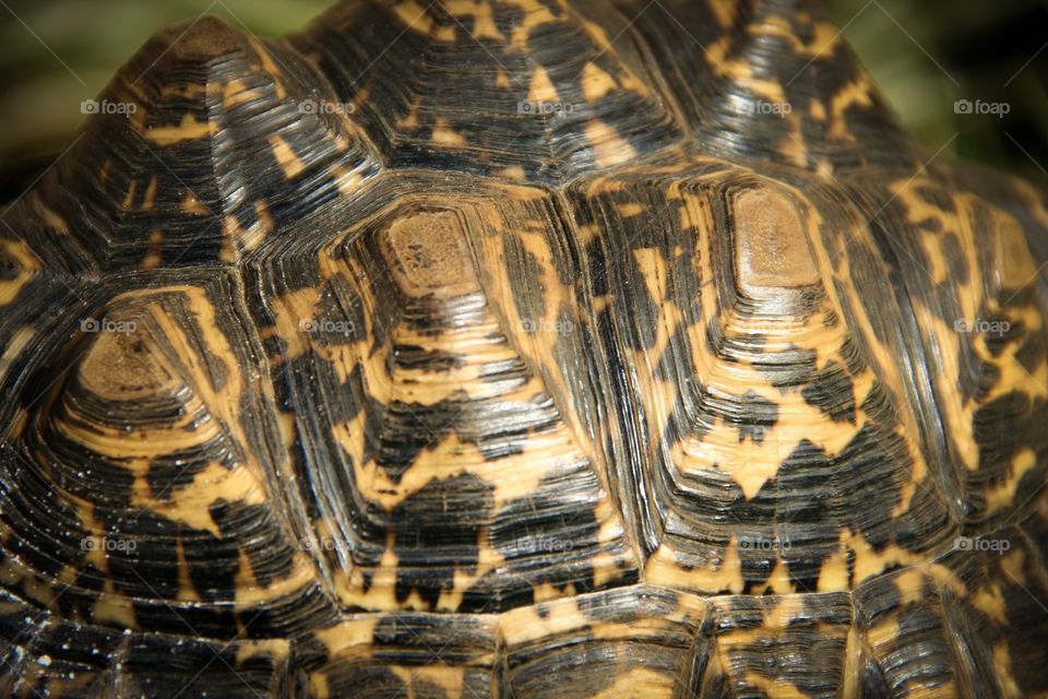 Ellipsis are all around us. This unique pattern on my leopard tortoise’s shell shows the age rings so well