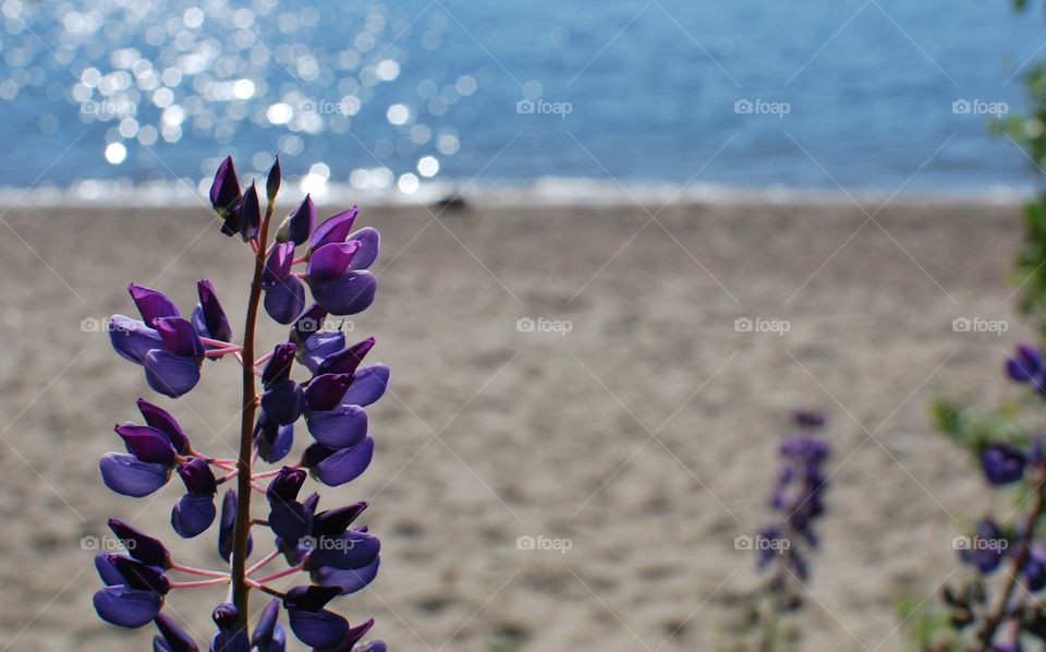 Flower by the beach