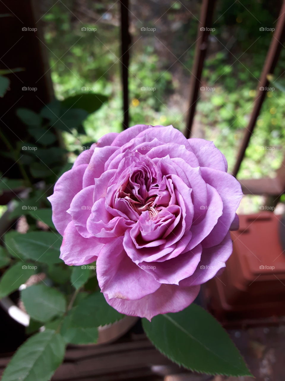 pink miniature rose in full bloom