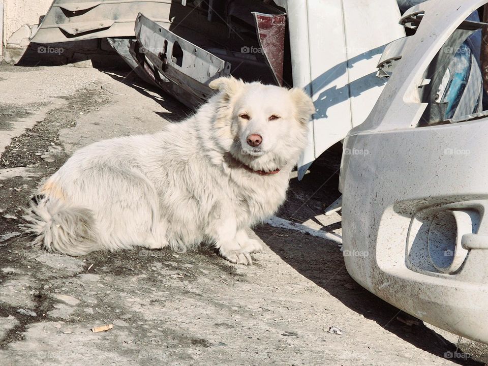 White dog