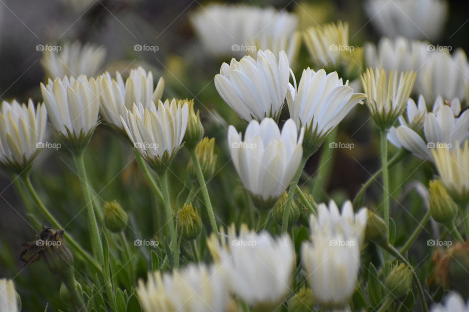 Closeup of daisy flower