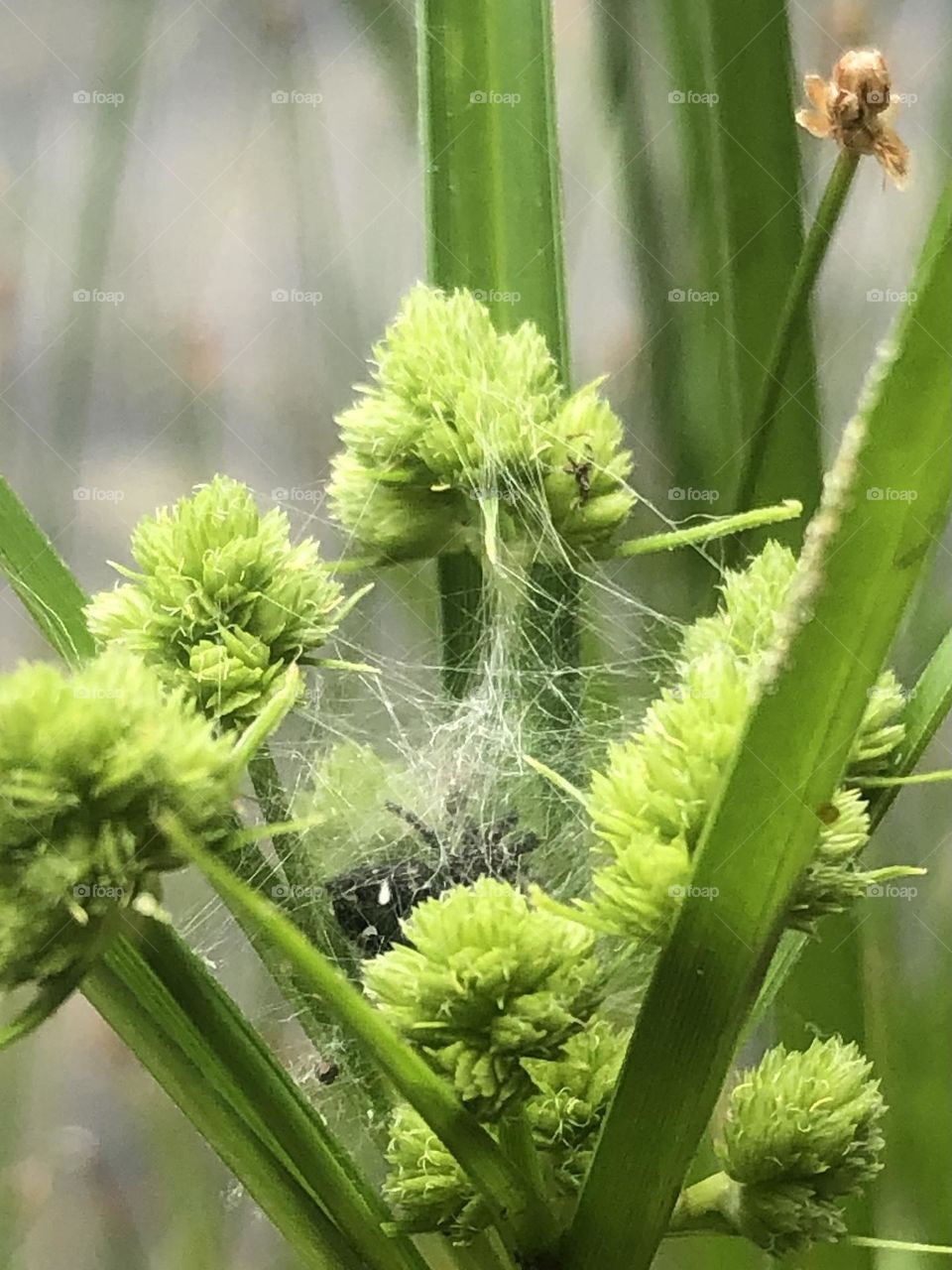 Closeup of some Sedge that a spider has made its nest! He looks mean! And big!