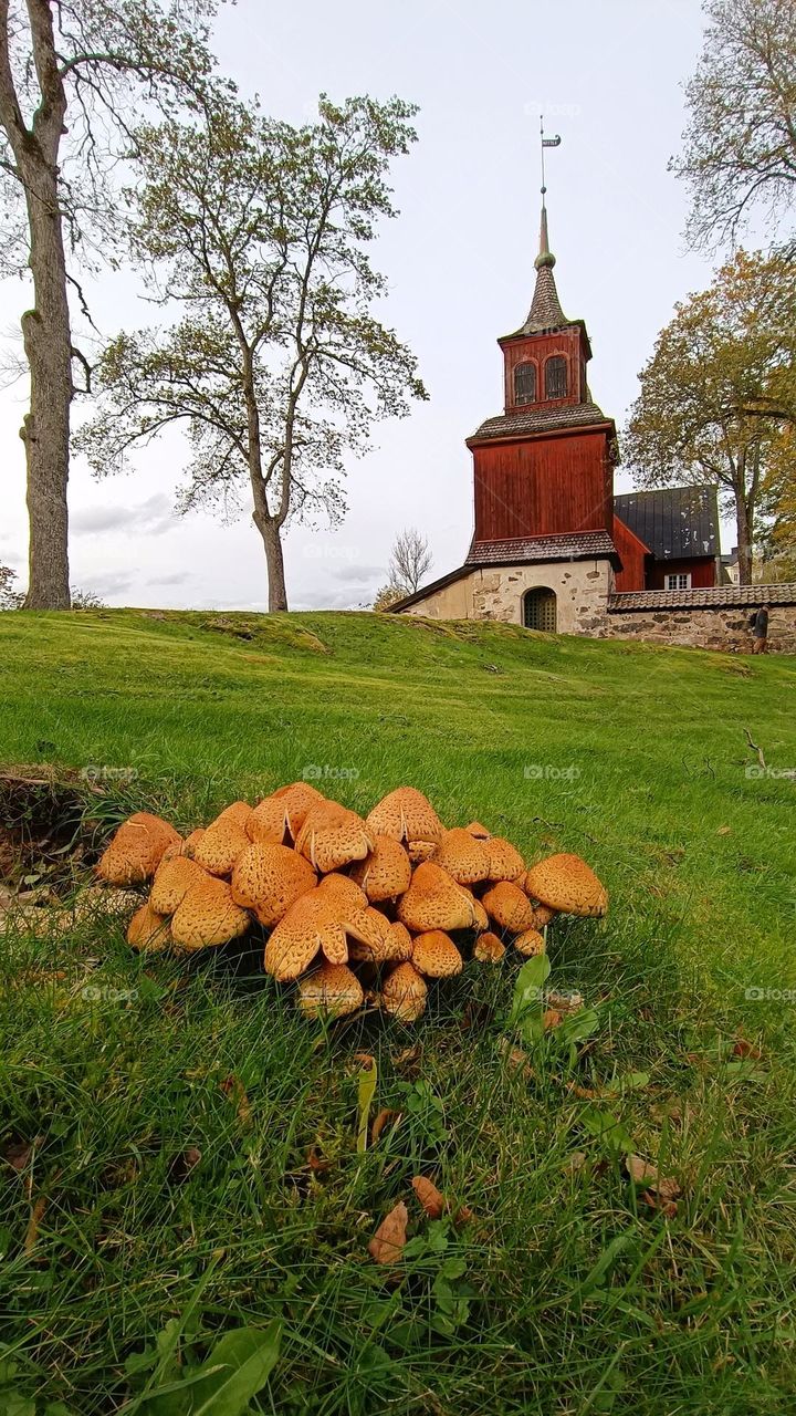 Mushrooms of honeydew on the green lawn against the background of the temple in autumn.