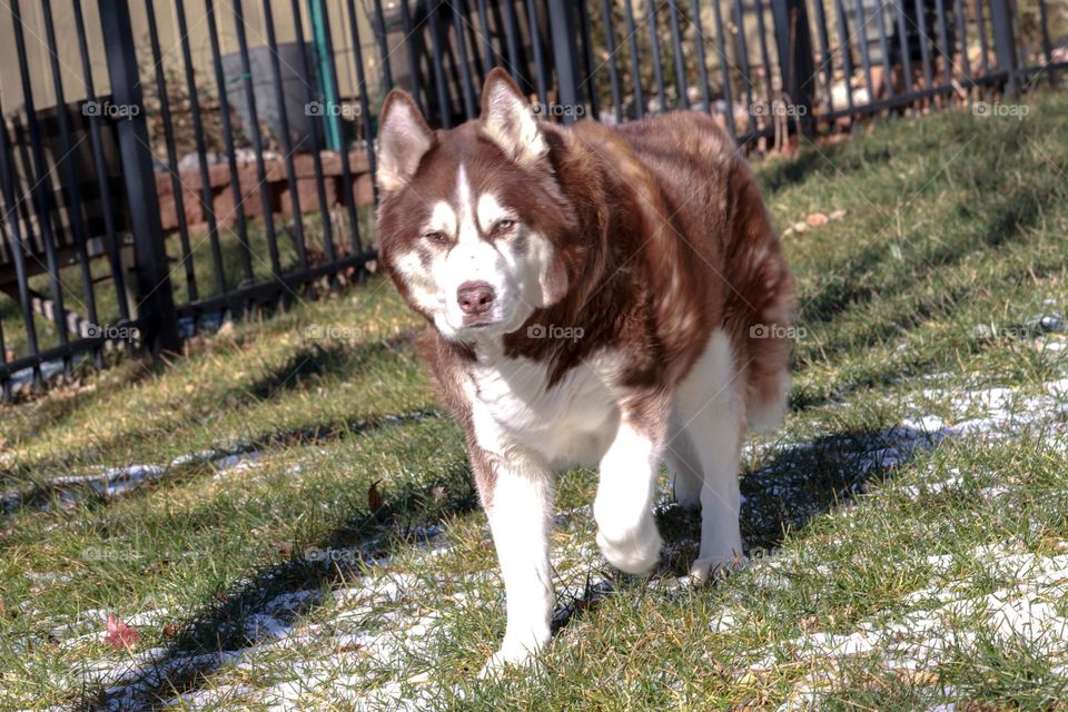 husky in the yard