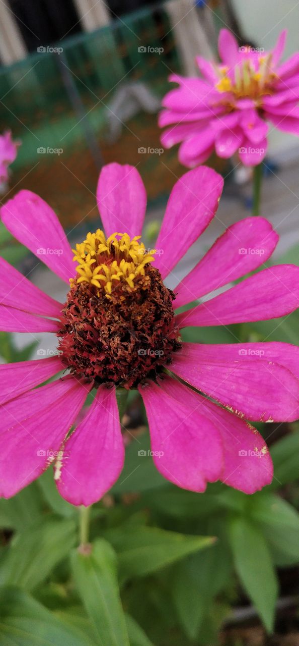 rounded rose flower expended petals