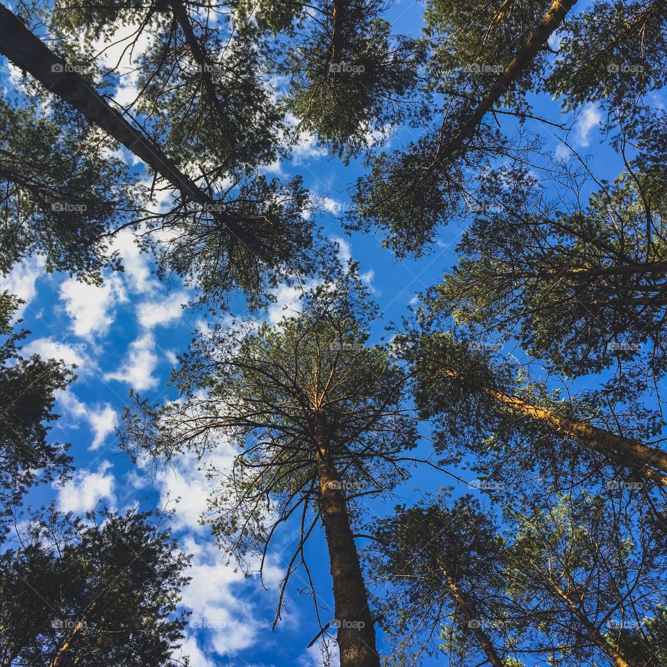 background view of a landscape tops of high age-old pine trees swinging in a blue sky in a protected forest in Mari El