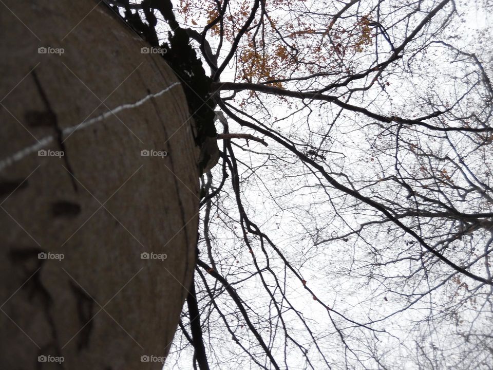 Parc de Mariemont , la Louvière