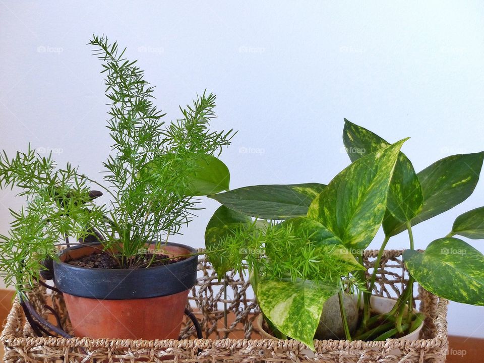 Air purifying house plants