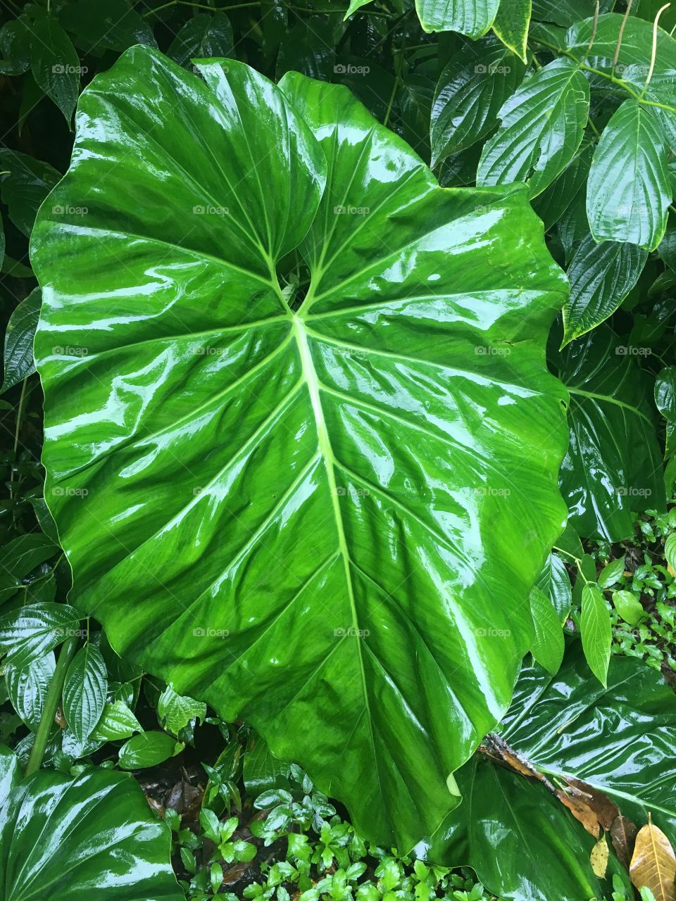 Lush leaves in the rainforest 