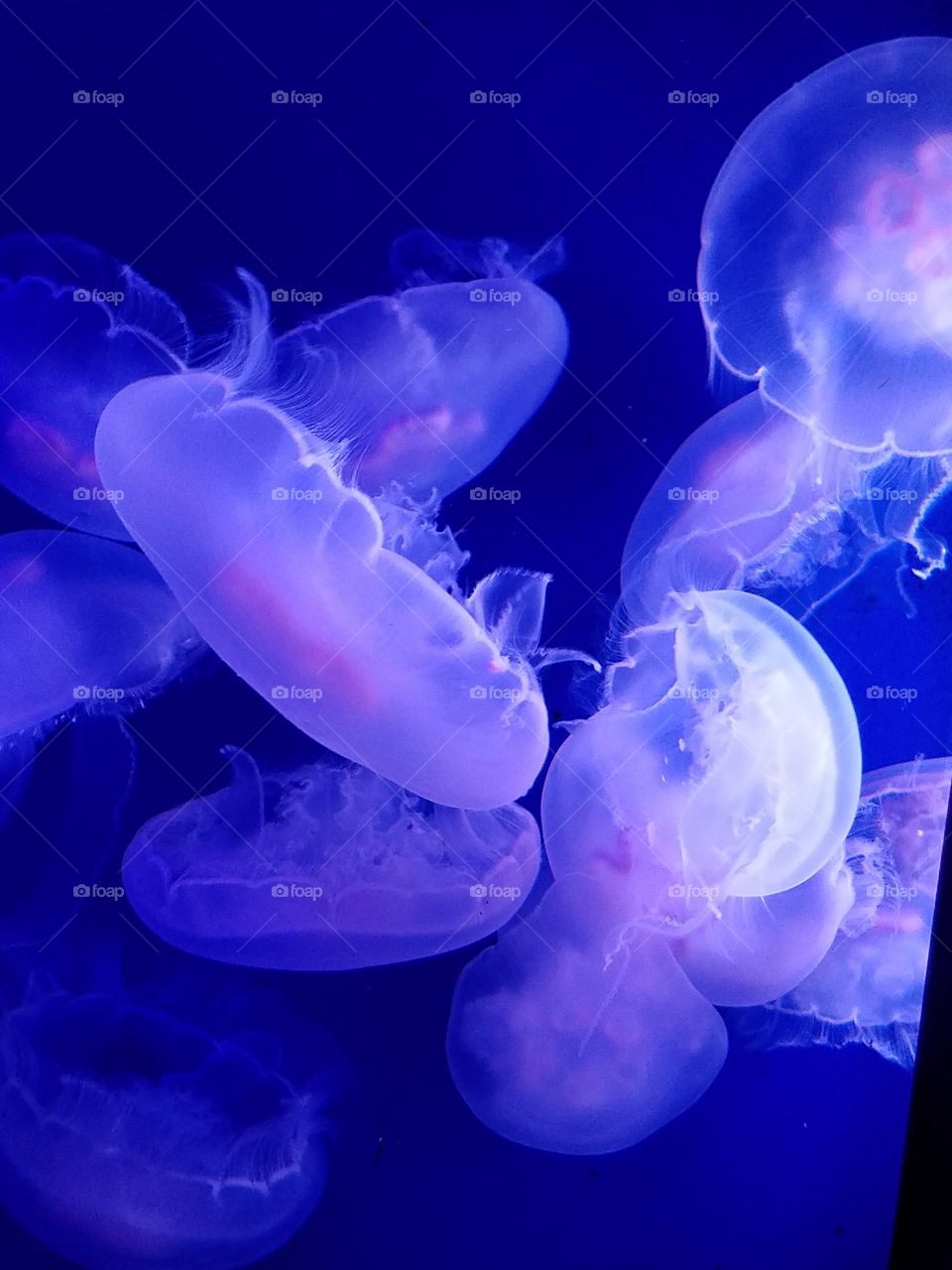 Jellyfish illuminated