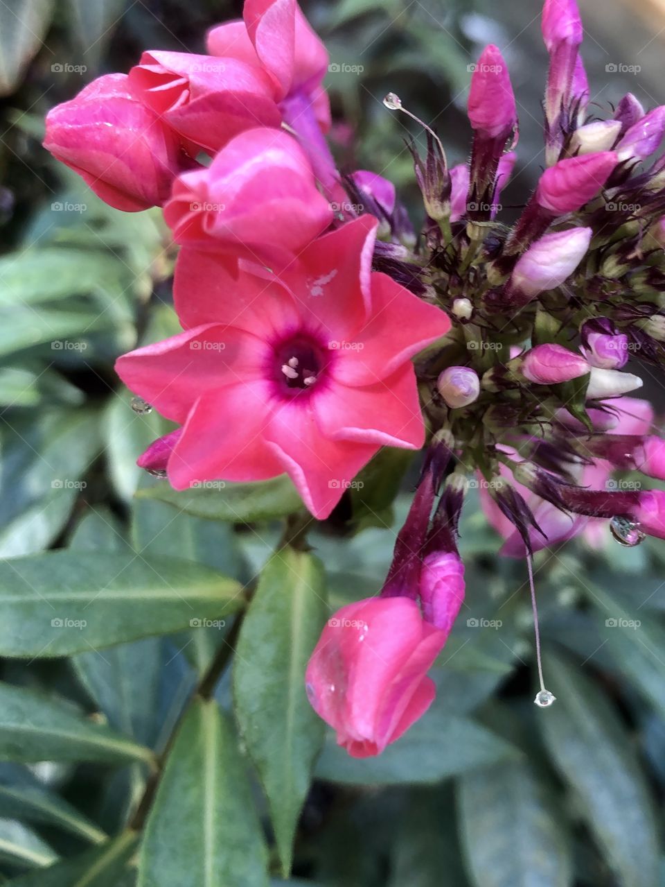 Closeup featuring pink tropical bloom and buds and dew drops in upper right quadrant of frame