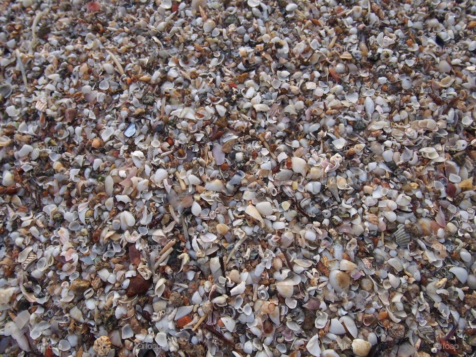 sea shell